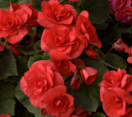 B. ‘Solenia Red Improved’